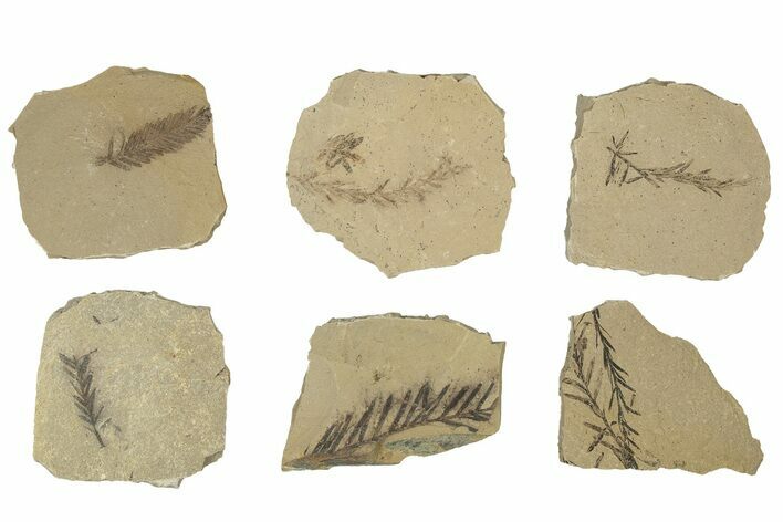 Small Dawn Redwood (Metasequoia) Fossils Grade B - Montana - Photo 1